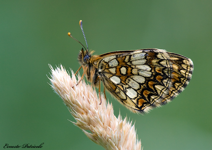 da identificare - Melitaea sp.